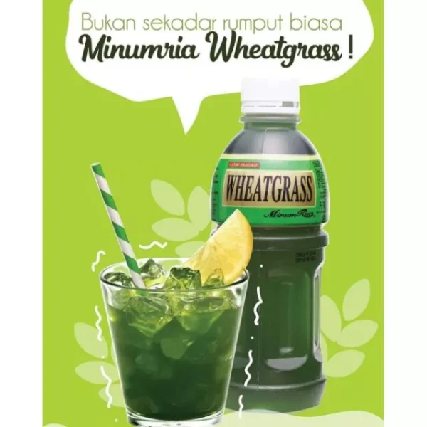 5d37260e0e28fda87147eb8aa33a1d09.webp Minumria Wheat Grass
